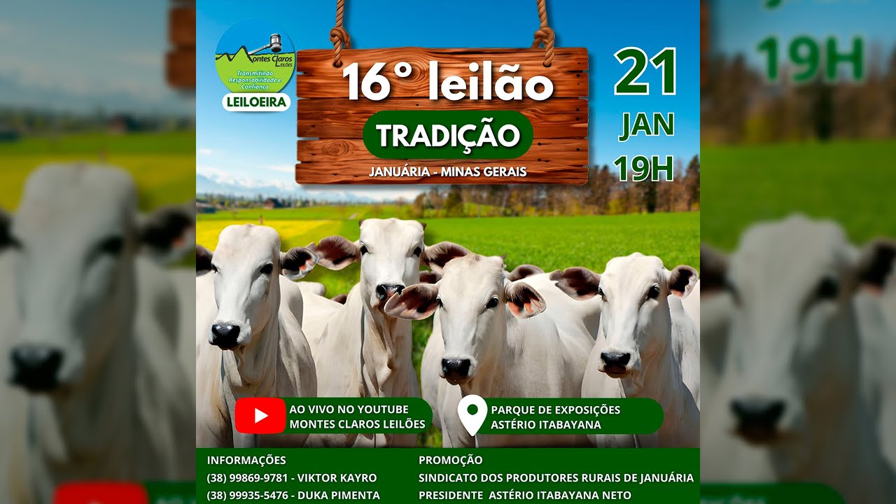 Leilão de Gado 16º Leilão Tradição de Januária MG
