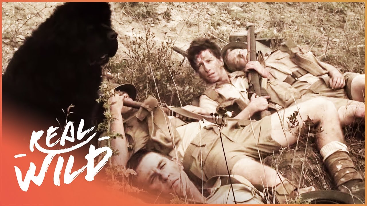 Dog Makes Ultimate Sacrifice Protecting Injured Soldiers | Pet Heroes