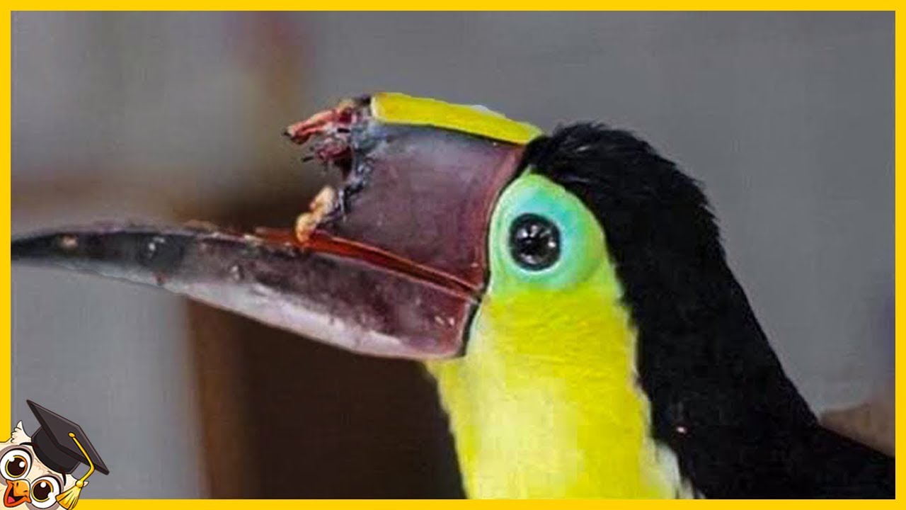 20 Animali Che Hanno Avuto Una Seconda Possibilità Nella Vita
