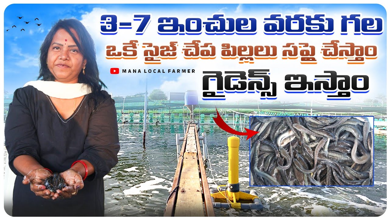 కొర్ర‌మీను చేప‌ల పెంప‌కంలో అధిక ఆదాయం పొందడం ఎలా| Murrel fish farming How to get Profits #murrelfish