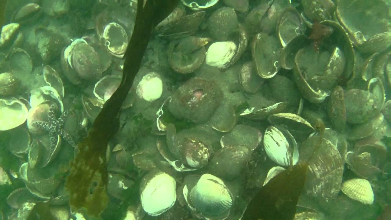 Gaper clam hord dive.