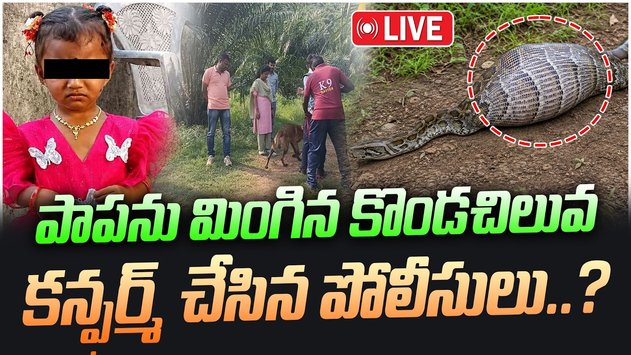 LIVE: LIVE: పాపను మింగిన కొండచిలువ.. కన్ఫర్మ్ చేసిన పోలీసులు..? | Tuni Girl Missing update | V Media
