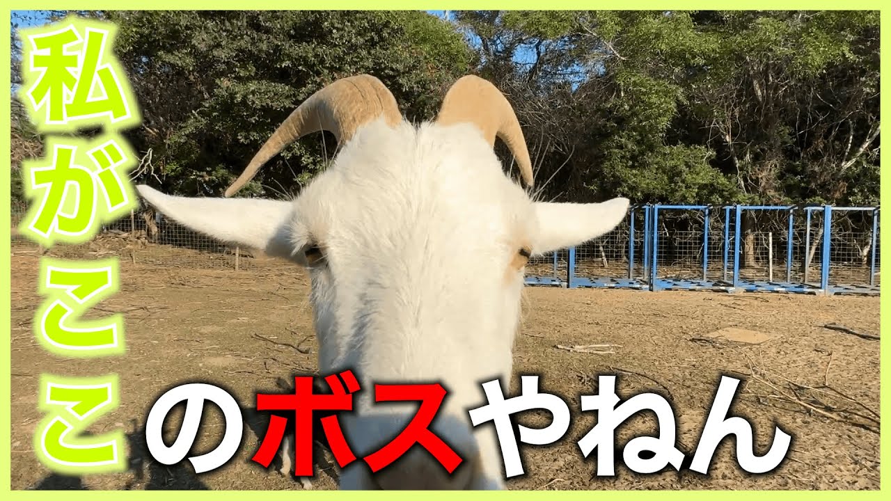 【紹介】威張っているだけじゃ本当のリーダーとは言えない、人間界ではね。【キャンプ】