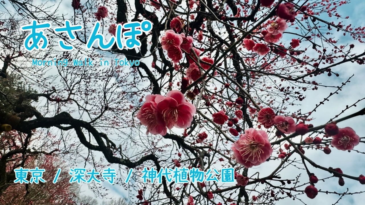 Spiritual Tokyo｜あさんぽ〜花たちに囲まれて神代植物公園〜　Feb. 2026