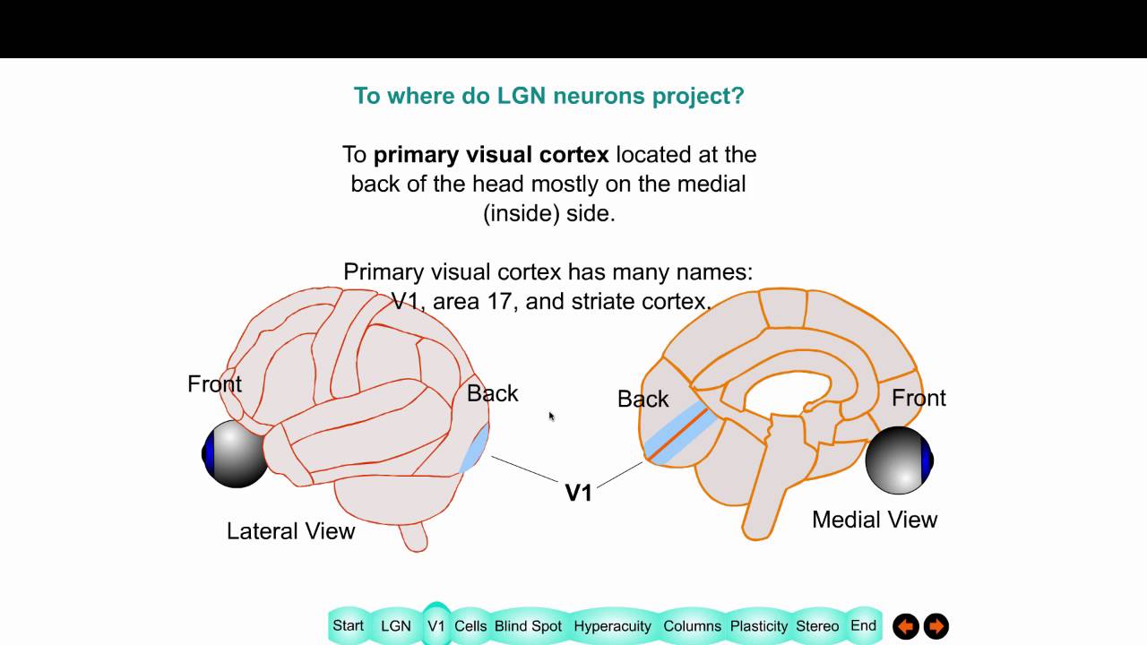 The Visual Cortex 2016