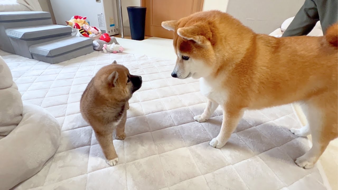 【お迎え初日】心優しい柴犬が初めて子犬と触れ合った結果