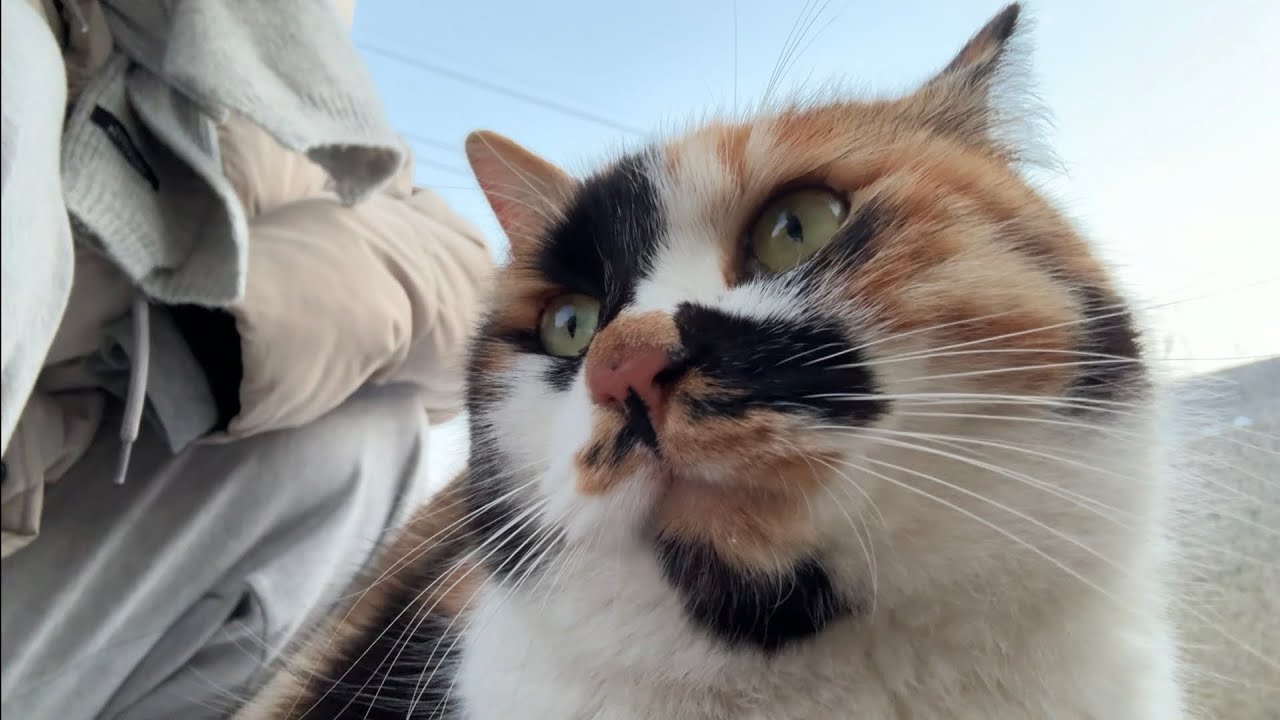 삼색이가 자꾸 따라온다