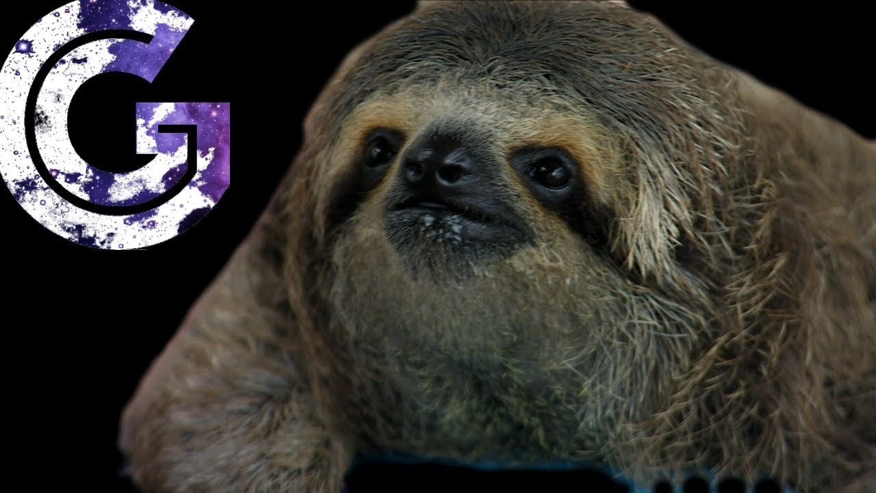 A Vlog With SlothGarage