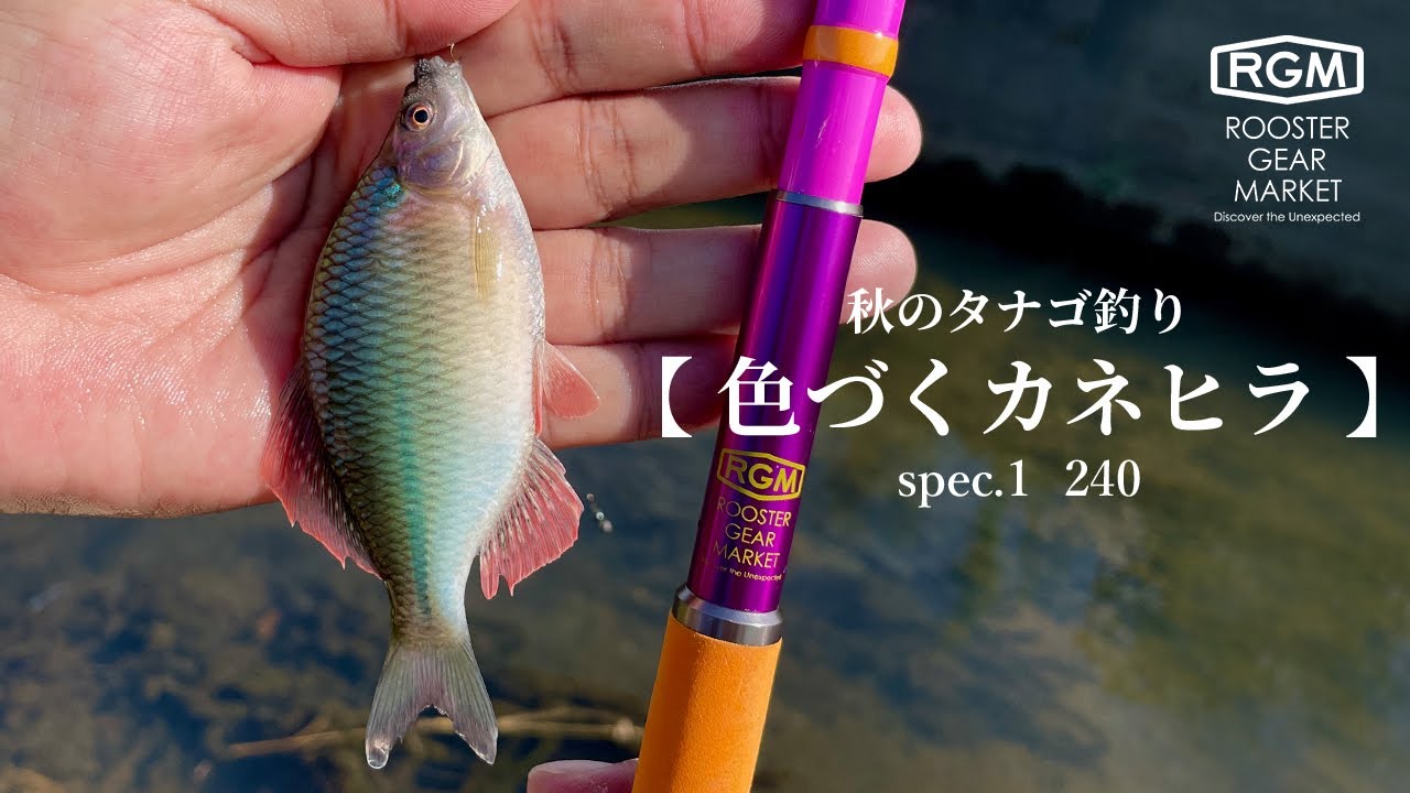【秋のタナゴ釣り】色づくカネヒラ