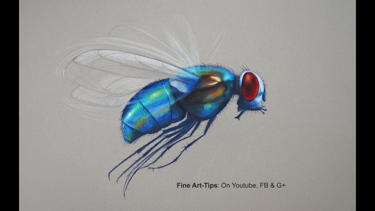 How to Draw a Fly With Color Pencils - The World's Handsomest Fly