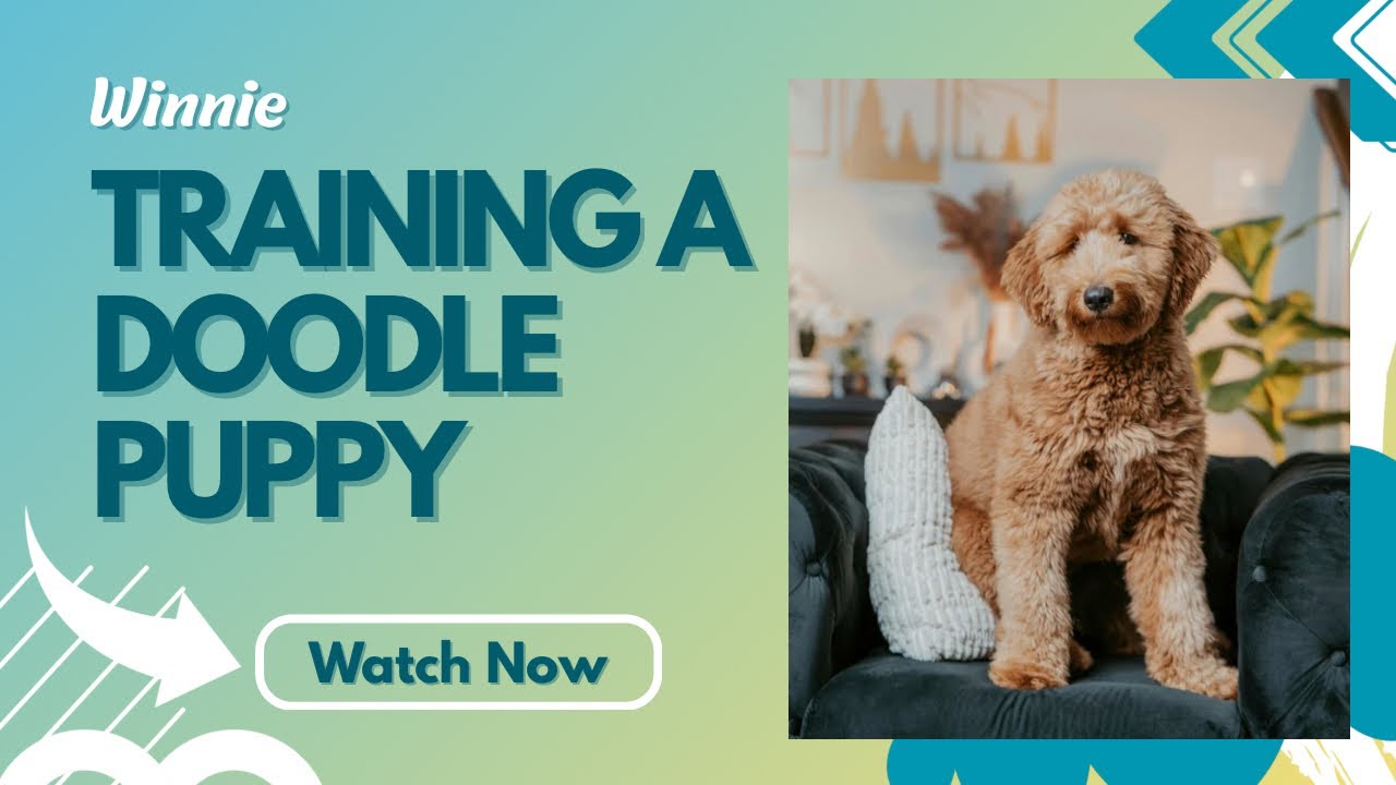 Training a hyper Doodle Puppy: Winnie