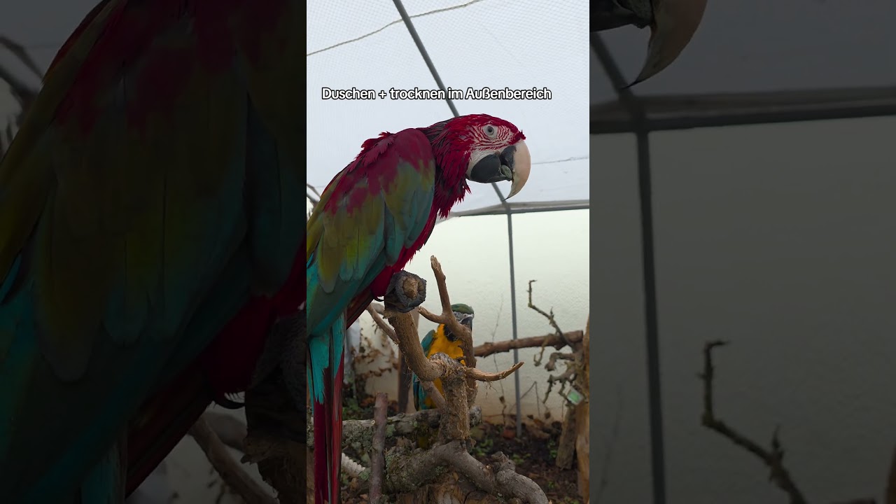 Trocknen 🫣 #shorts #tiere #vogel #birds #parrot #freeflight #macaw #natur #diy #shower