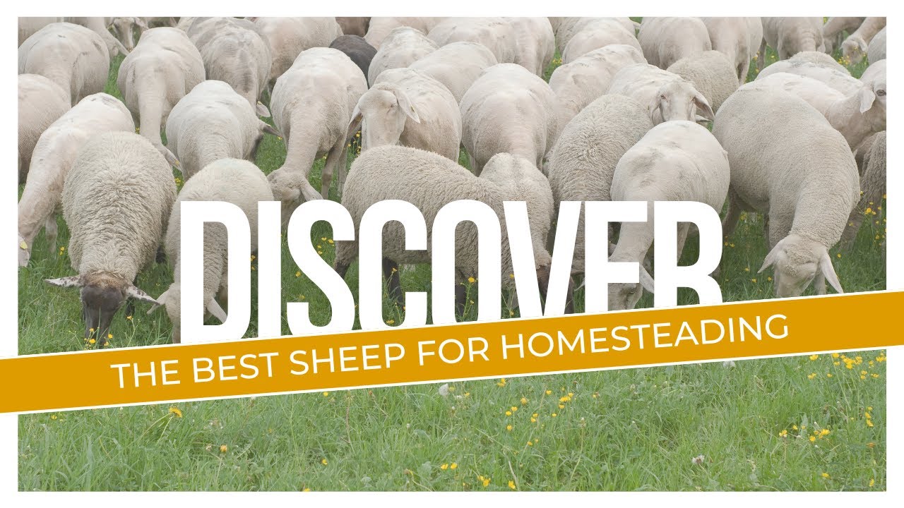 Discover the Best Sheep for Homesteading