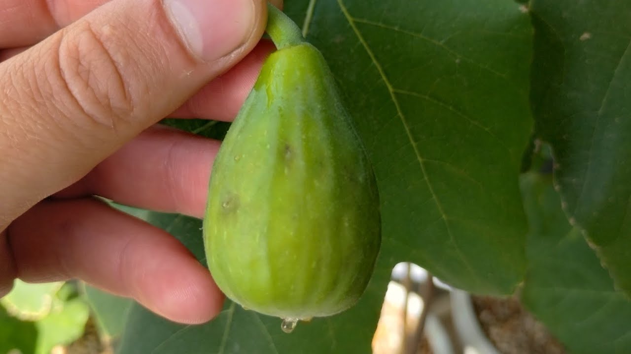 Verdolino Fig - Taste Test