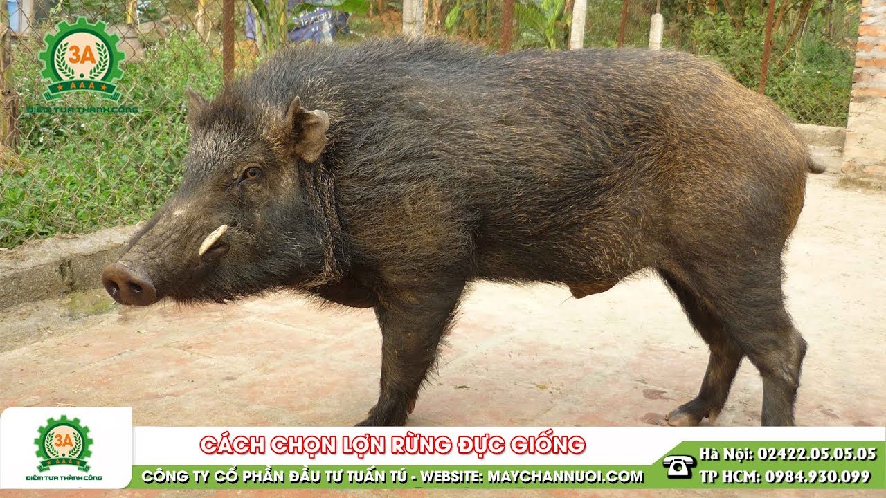 Cách chọn lợn rừng đực giống - Kỹ thuật chọn lợn rừng đực giống chính xác