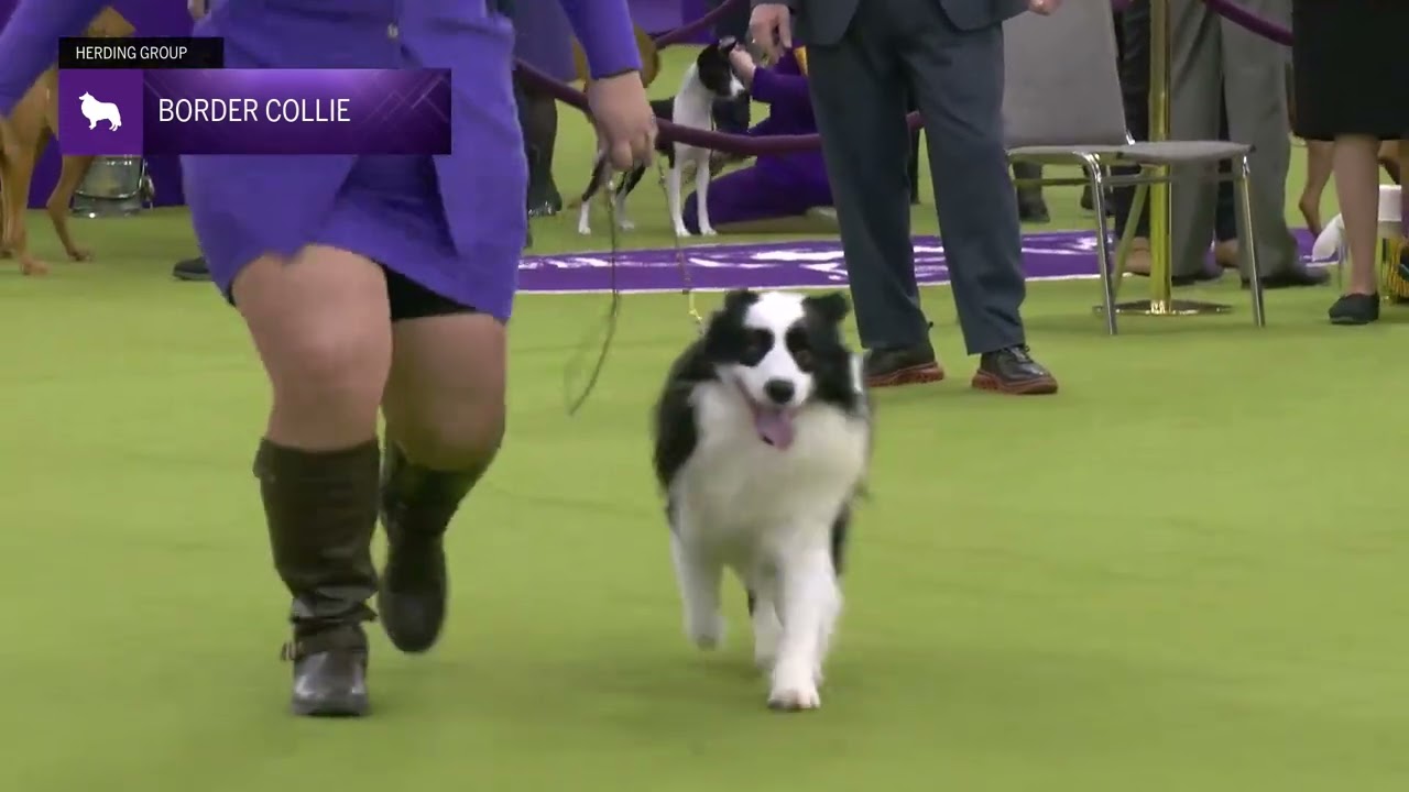 Border Collies | Breed Judging 2025