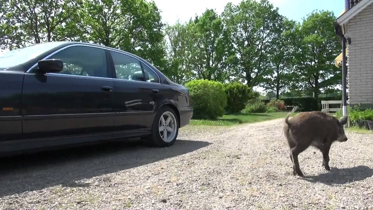 2012-05-28 Den nya kelgrisen Bufflan