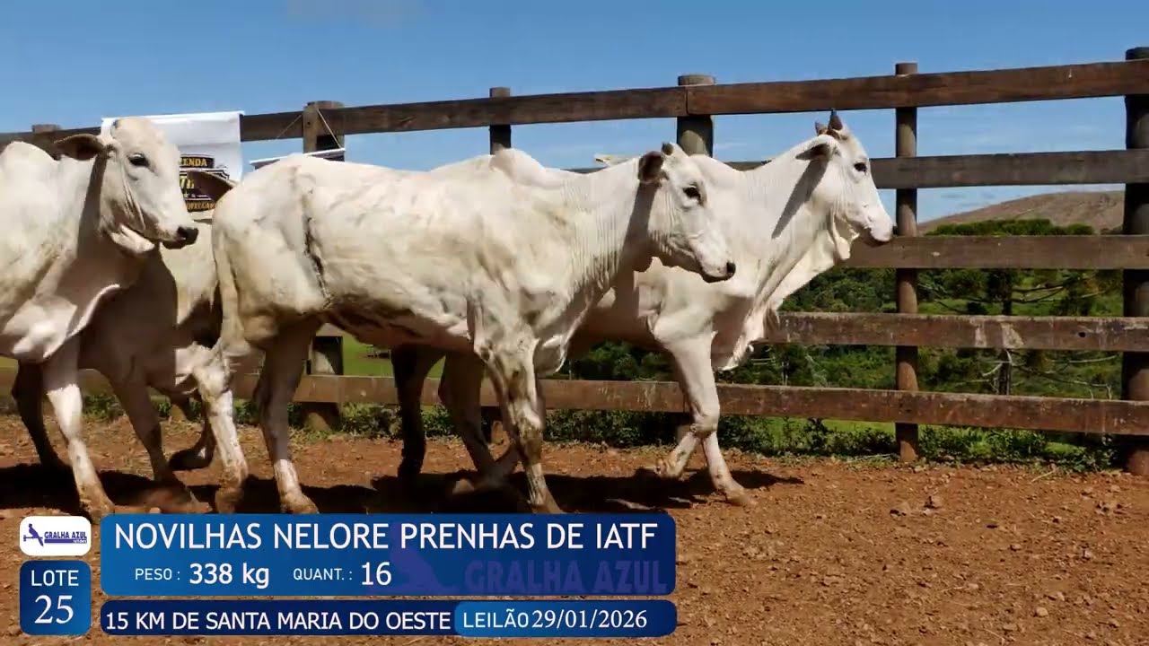 LOTE 25 - NOVILHAS NELORE PRENHAS DE IATF