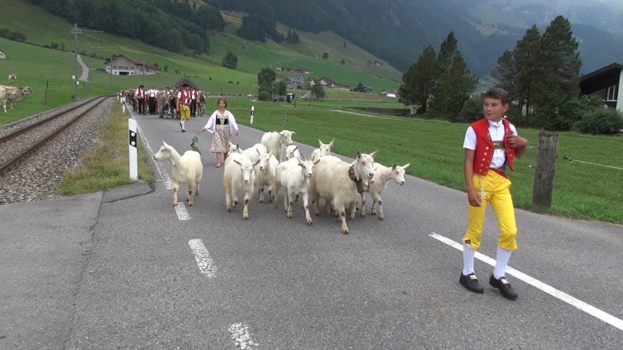 Alpabfahrt oberer Mesmer  14.8.2015
