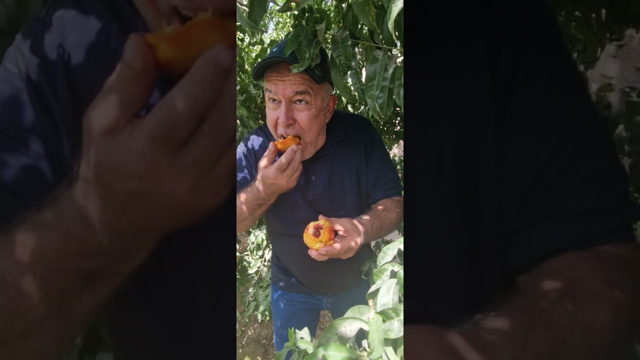 шафтолуҳои беҳтарин дар ш. Леваканд.