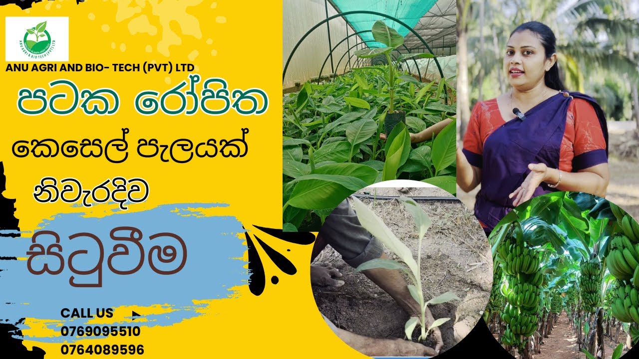 පටක රෝපිත කෙසෙල් පැලයක් නිවැරදිව සිටුවීම