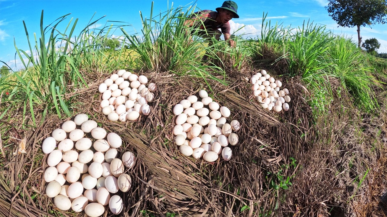 Wow Surprisingly - Amazing farmer pick a lot of duck eggs in grass by lucky hand