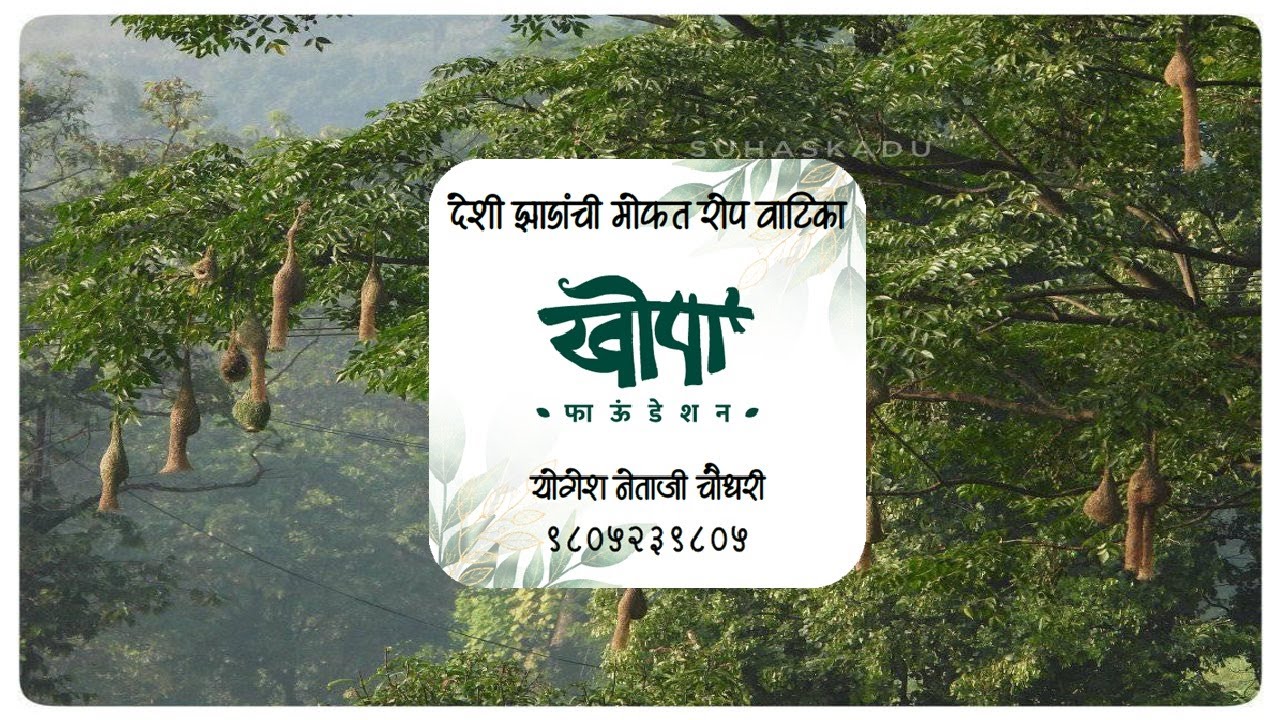 देशी झाडांची मोफत रोपं हवीत का?  बीज संकलन कसे करायचे? #tree #naturewithshri @naturewithshri #khopa