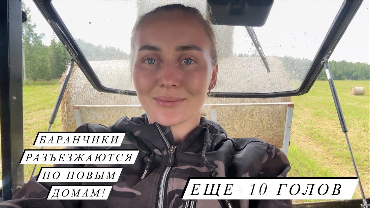 Заготавливаем сено! И как я умудрилась сломать новый пресс?! Продаем нетелей, баранов и коз!