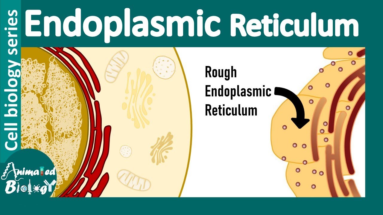 Endoplasmic reticulum | from structure to function | Rough endoplasmic reticulum