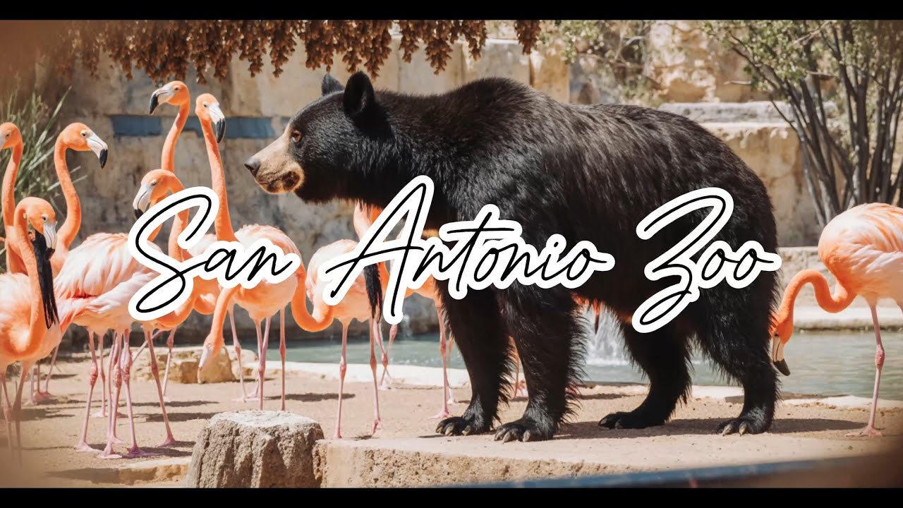 [4K]🇺🇸 Amazing Zoo Walk 🦁 Incredible Animals Up Close🦘❄️January,2026