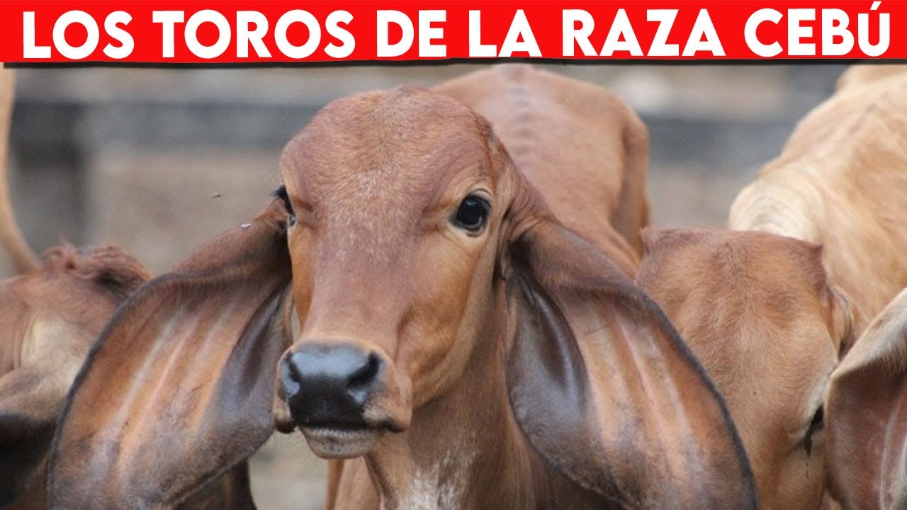 🔴 TOROS CEBU, Características, Cruces y Todo Lo Que Deberías Saber  ✅ Ganadería Vacuna