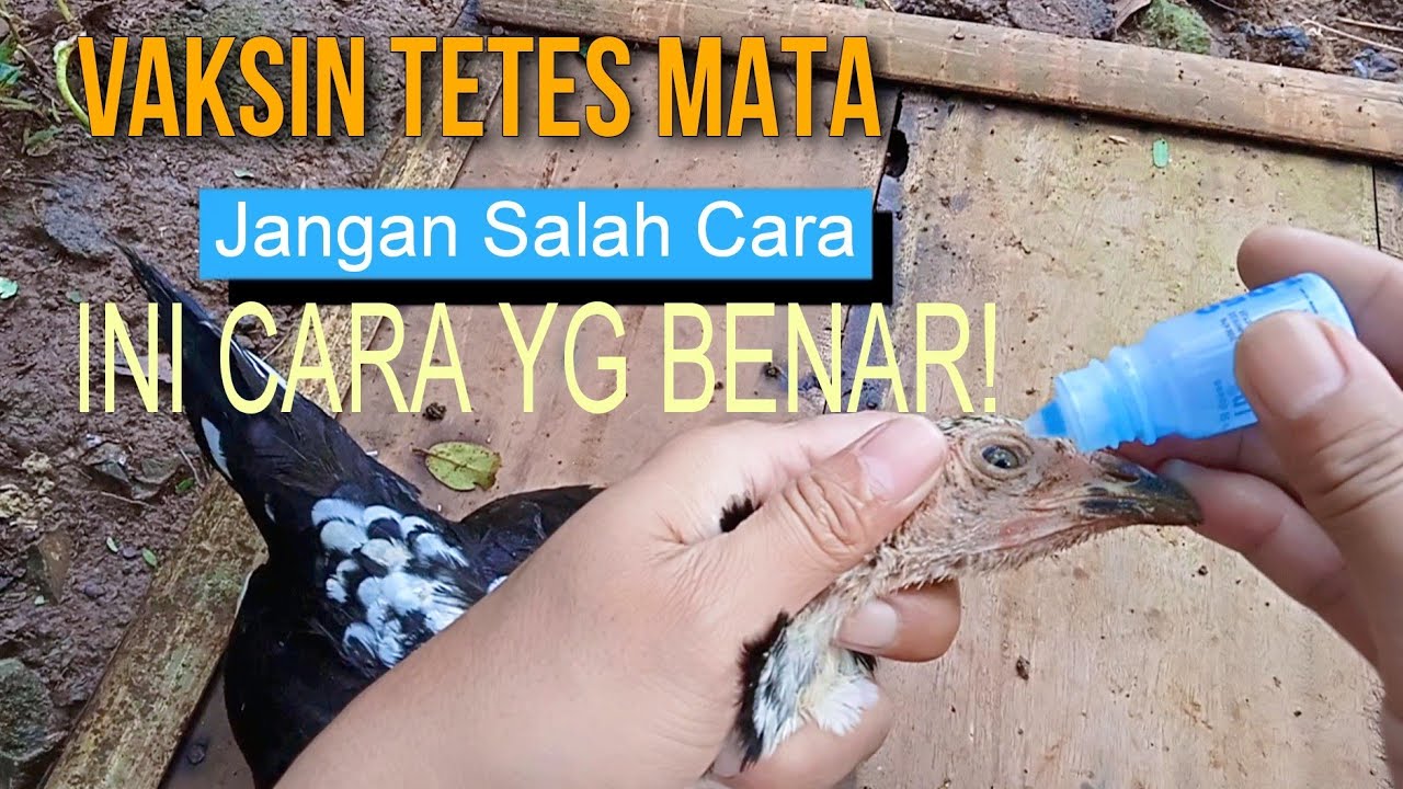 CARA VAKSIN TETES MATA PADA AYAM