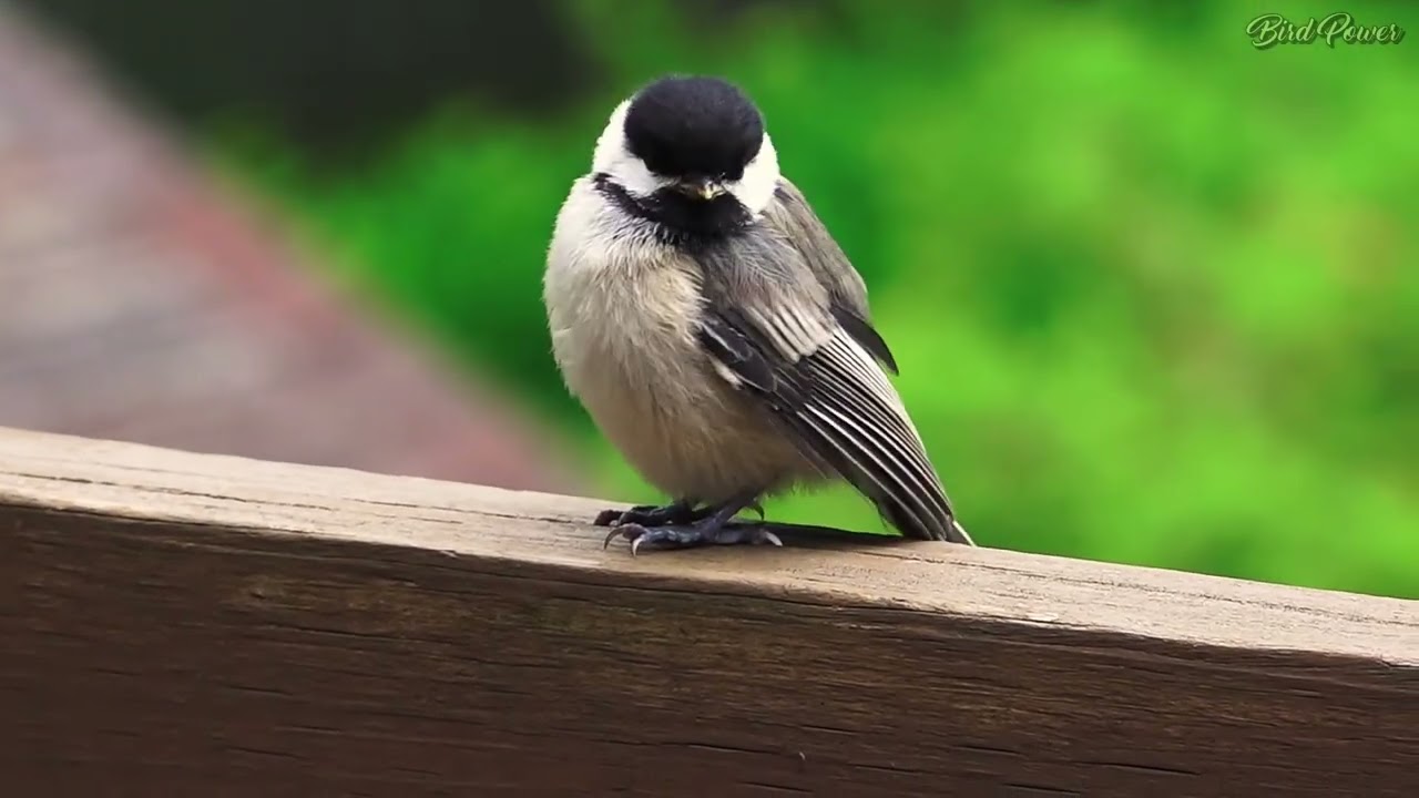 Cat TV for Cat to Watch Black-Capped Chickadee Baby Call /Mallard Duck - Goose - Rabbit - Woodpecker