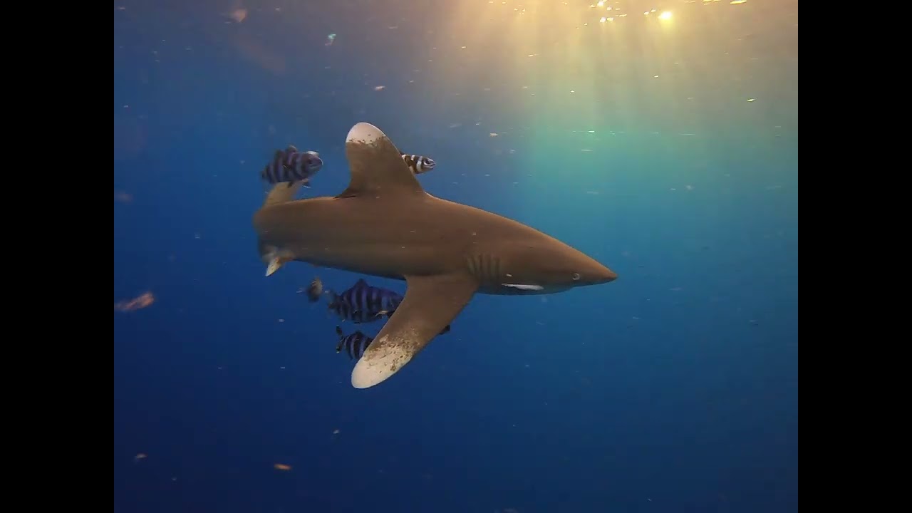 Requin  océanique Longimanus