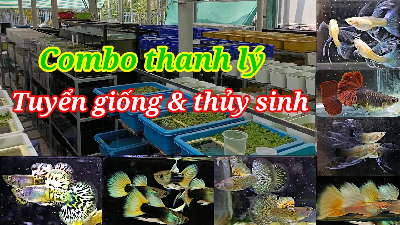 Guppy cá 7 màu #155: Combo thanh lý tuyển giống và thủy sinh HB, AB Red Rose HB blue 