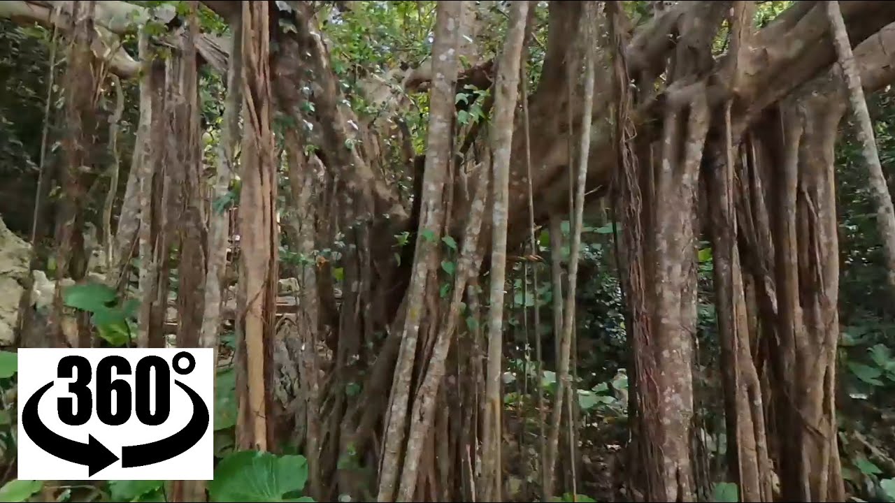 【360&deg;動画】ガジュマルの森　～～　沖縄　大石林山