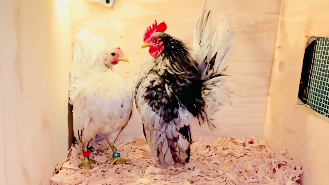 COMO PROTEGER A LAS GALLINAS DEL LOS FRÍOS Y EL VIENTO. MALAYSIA SERAMAS USA