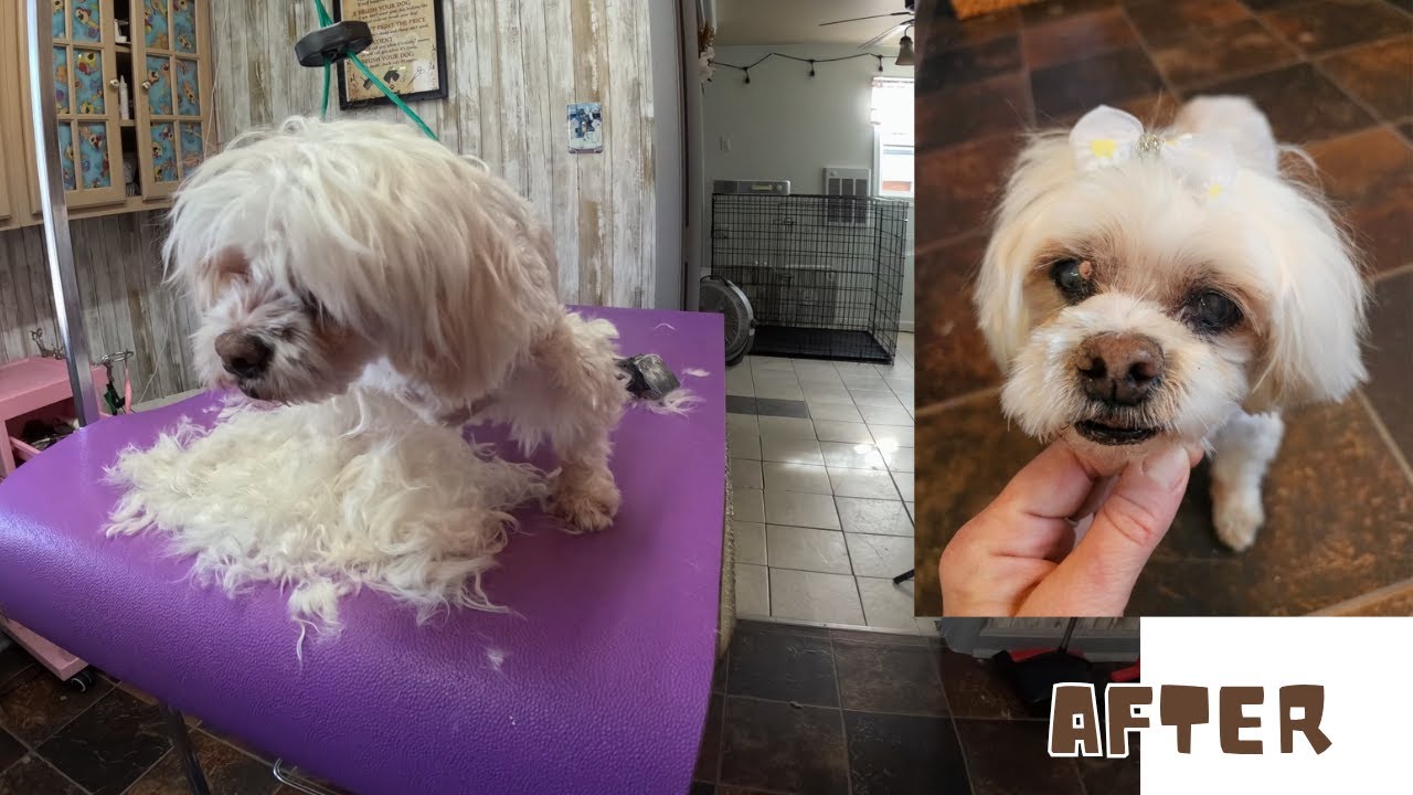 Grooming my 17 y.o. Maltese mix