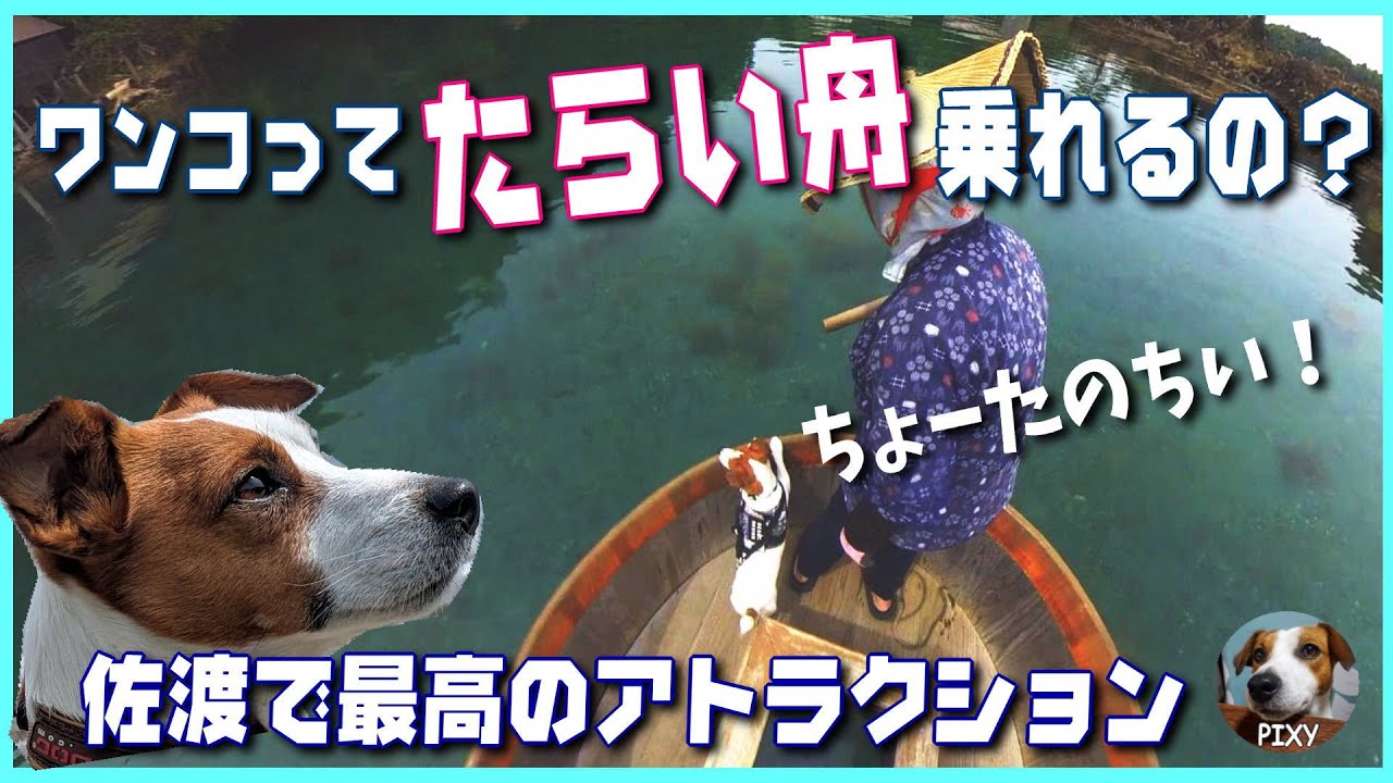【たらい舟】佐渡に行ったら乗りたいベストだワン🐶#矢島観光たらい舟乗り場#矢島体験交流館#矢島経島