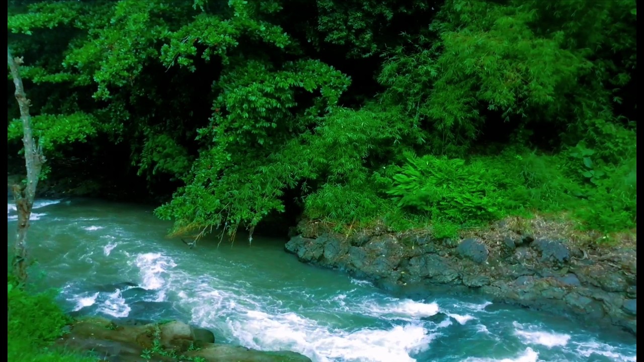 Tranquil River Ambience – Soft Stream and Forest Sounds for Deep Sleep and Inner Peace