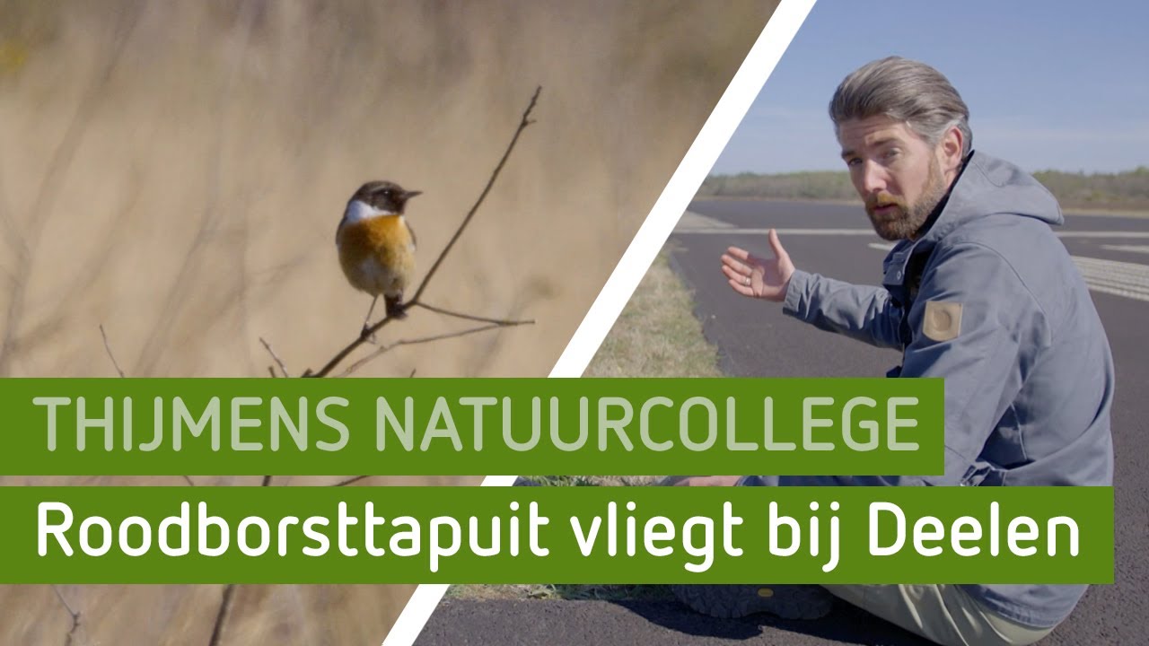 Roodborsttapuit vliegt bij Deelen | Thijmens natuurcollege