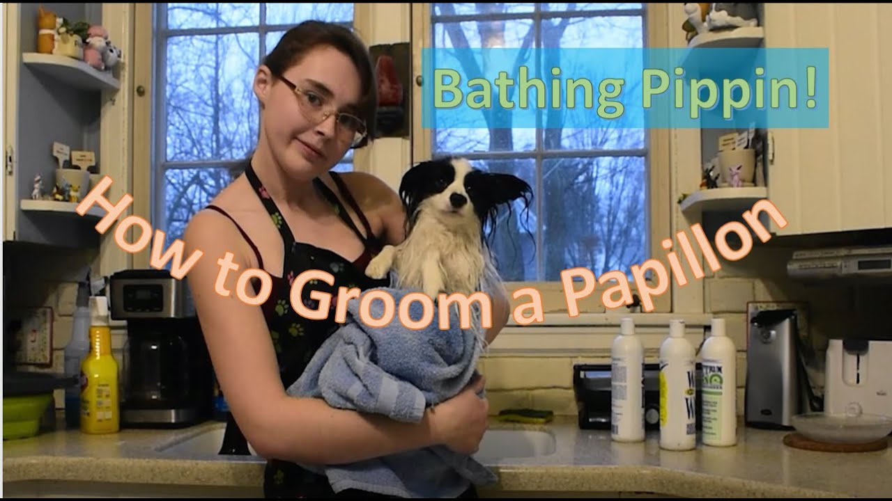 How to Groom a Papillon