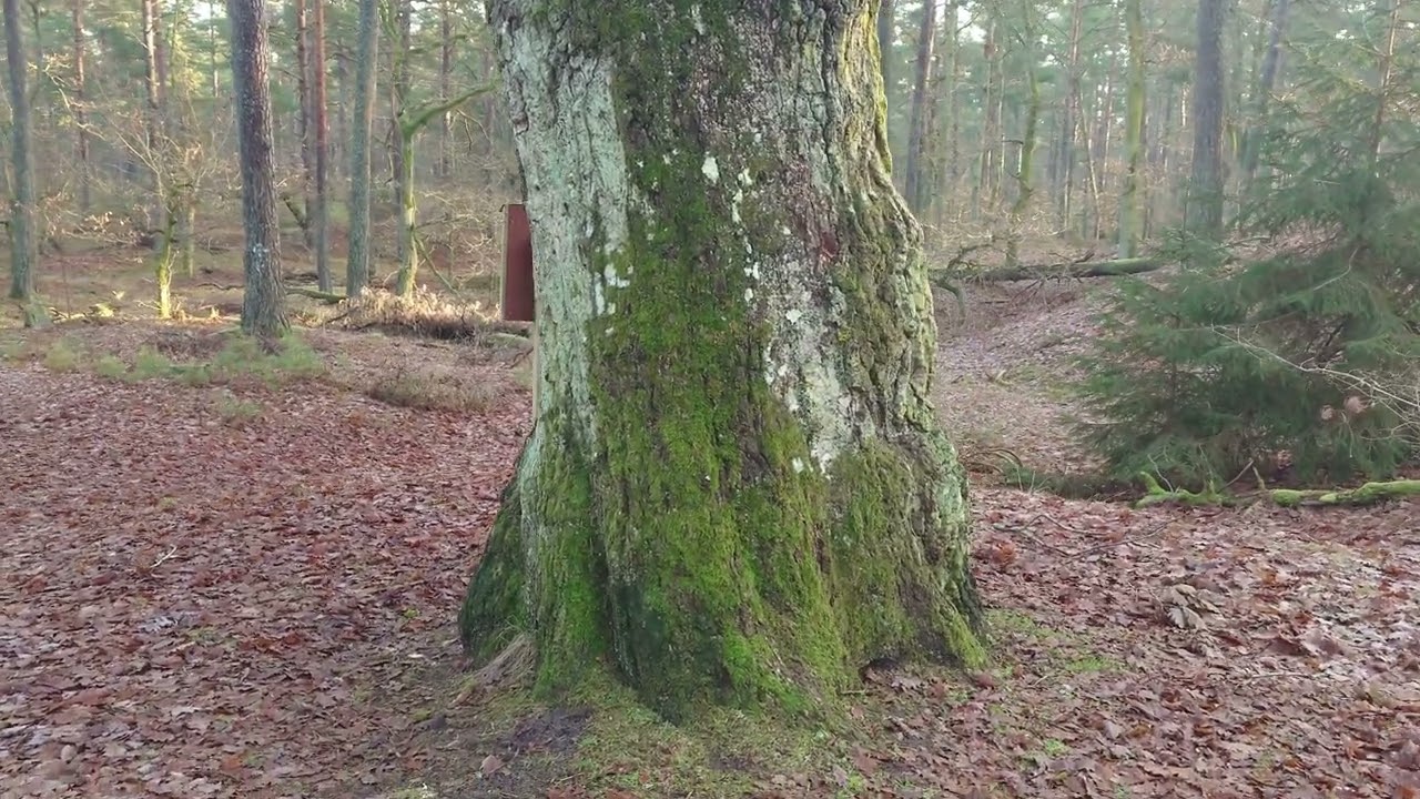 Stora Eken vid Yngsjö Skåne 4K Januari 2026