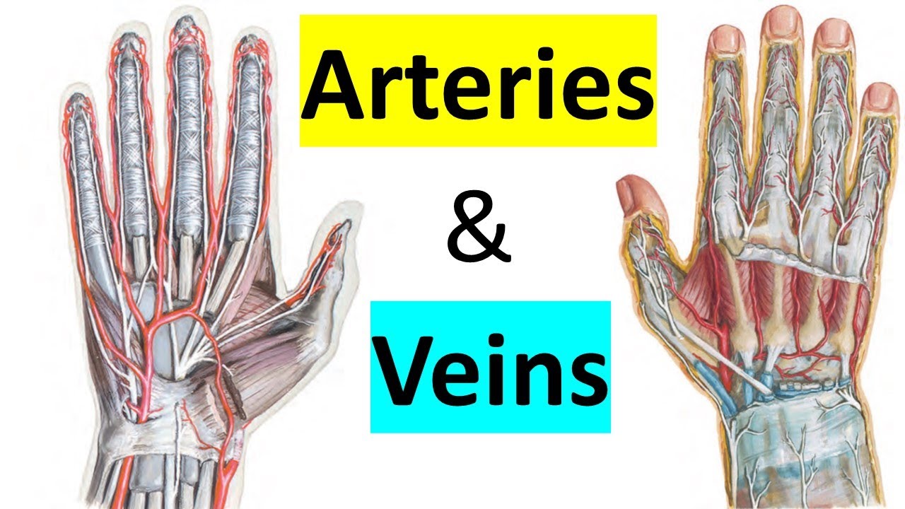 Arteries & Veins of Hand (10/14) || Upper Limb || كلية الطب - مادة التشريح || (M1---) || [55]