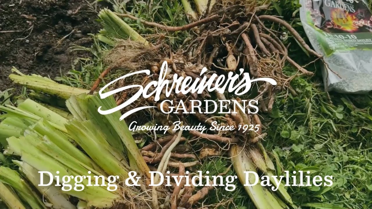 How To Dig And Divide Your Daylilies