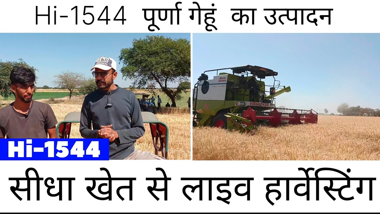 Hi 1544 पूर्णा गेहूं का उत्पादन, hi 1544 गेहूं की लाइव हार्वेस्टिंग, पूर्णा गेहूं का उत्पादन