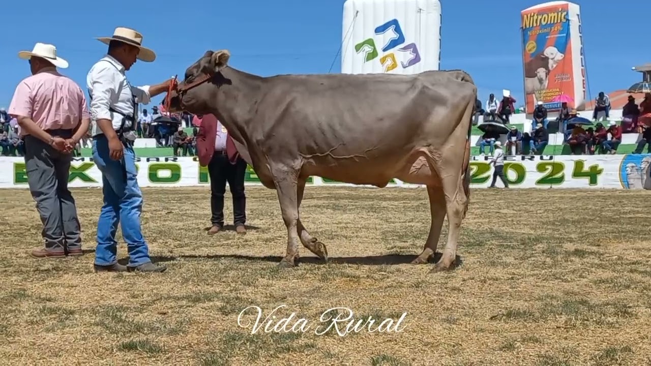BROWN SWISS. EXPO MELGAR PUNO 2024