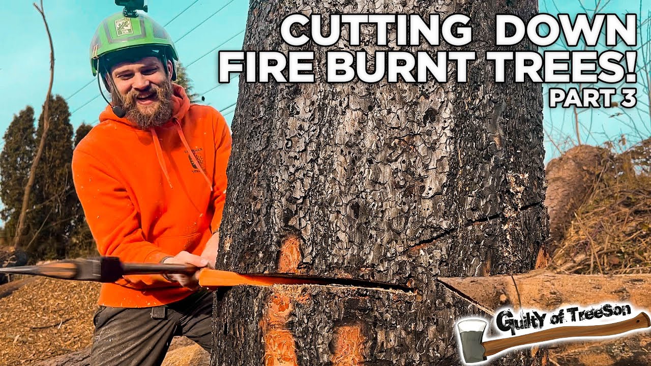 Cutting down Fire burned Trees with Randy! | Part 3