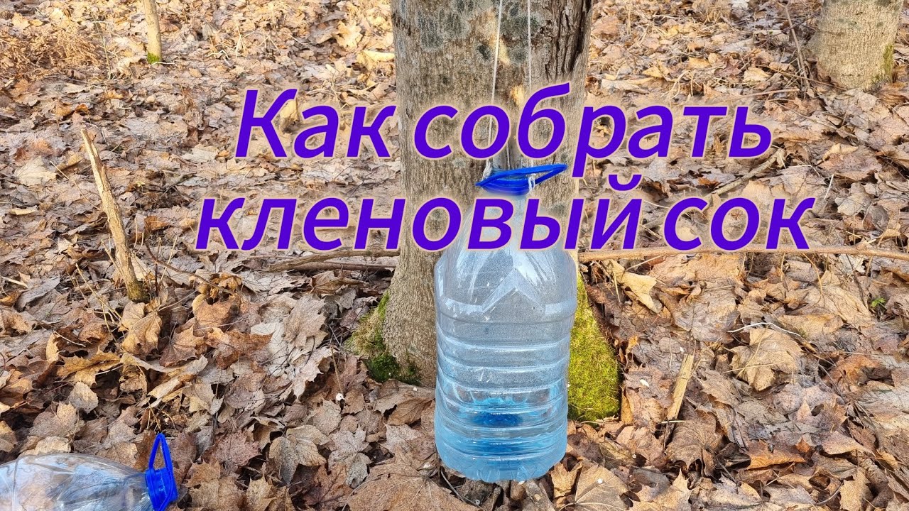 Кленовый сок, как  мы его используем. 