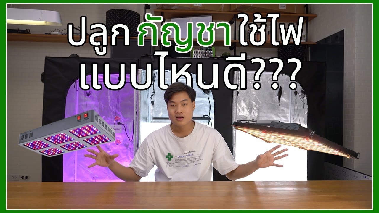 ปลูก 